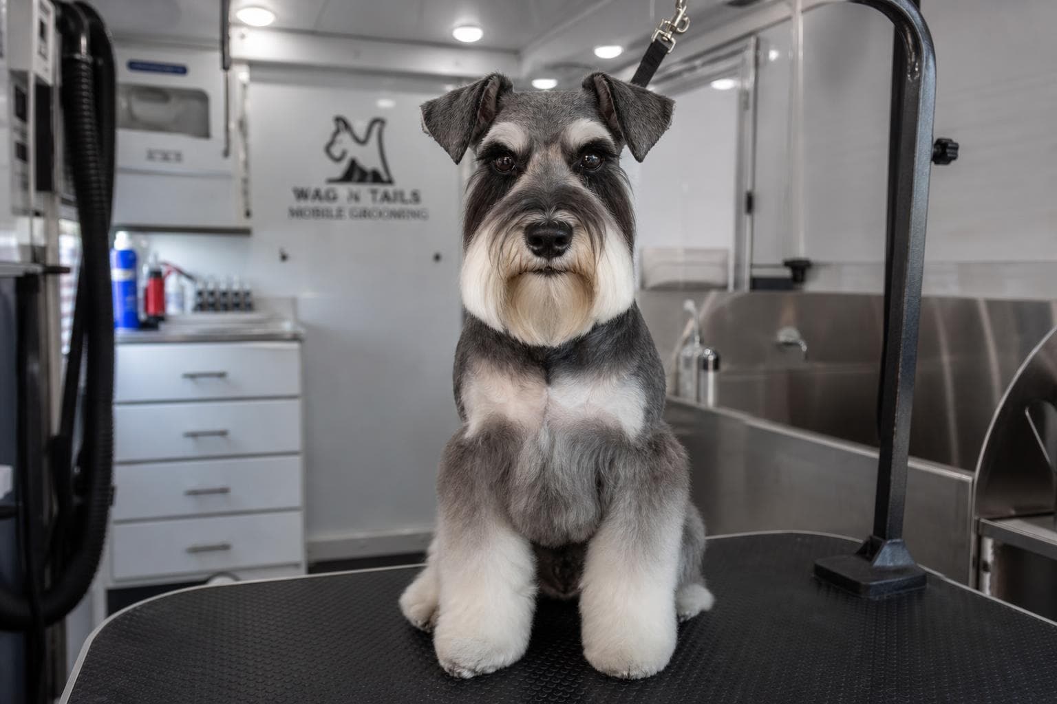 Labradoodle round puppy cut — Harrisburg NC
